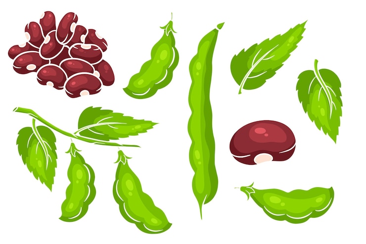 Vecteur ensemble de haricots haricots verts frais et haricots rouges dans un style de dessin animé illustration vectorielle pour la conception et la décoration