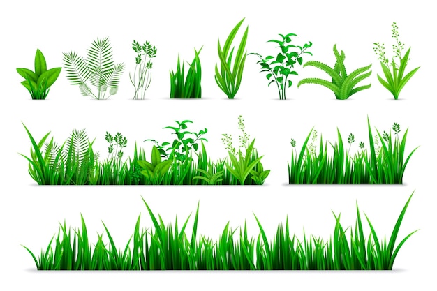 Vecteur ensemble d'herbe de printemps réaliste. collection de plantes fraîches vertes dessinées de style réalisme ou feuilles d'herbes vertes botaniques saisonnières de jardin