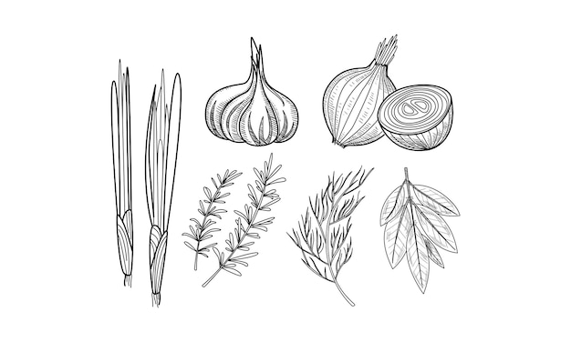 Vecteur ensemble d'herbes culinaires et d'épices oignon frais feuilles de laurier d'ail romarin et aneth dans le style de croquis éléments graphiques pour livre de recettes illustrations vectorielles dessinées à la main isolées sur fond blanc