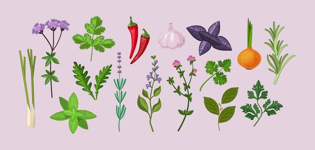 Vecteur ensemble d'herbes culinaires. feuilles de plantes biologiques fraîches pour la cuisson des aliments au parfum délicieux