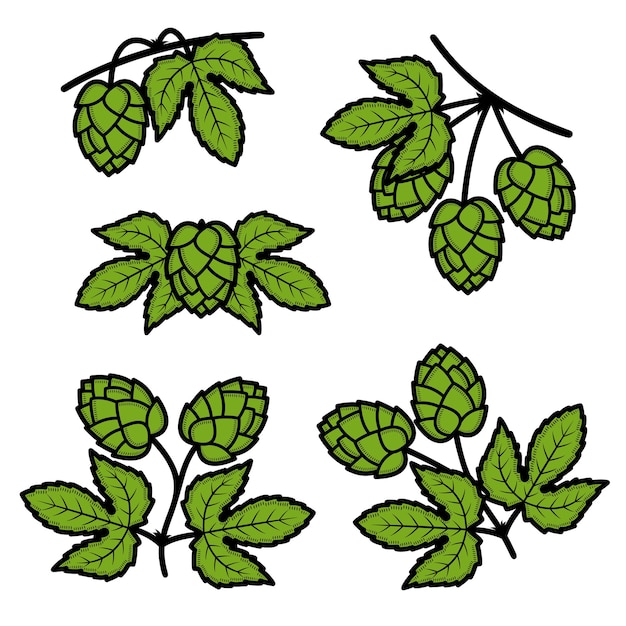 Ensemble De Houblon Collection Icône Houblon Illustration Vectorielle