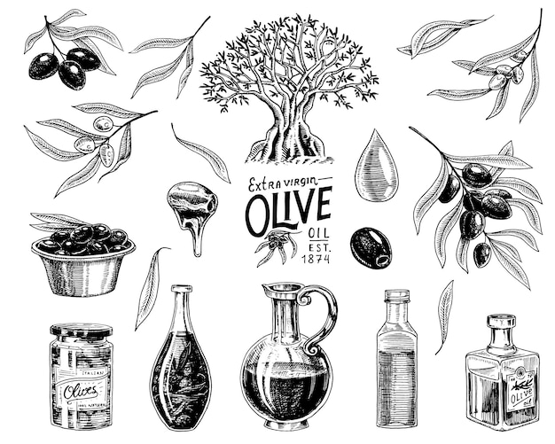 Ensemble D'huile D'olive Et Branche D'arbres Produit Végétarien Biologique En Bouteille Plante Verte Pour Une Alimentation Saine Fruits Noirs Pour La Cuisson Des Aliments Gravé à La Main Dessiné Dans Un Vieux Croquis Vintage Illustration Vectorielle