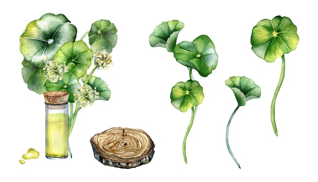 Ensemble d'huiles essentielles de centella asiatica support en bois illustration aquarelle isolée Pennywort