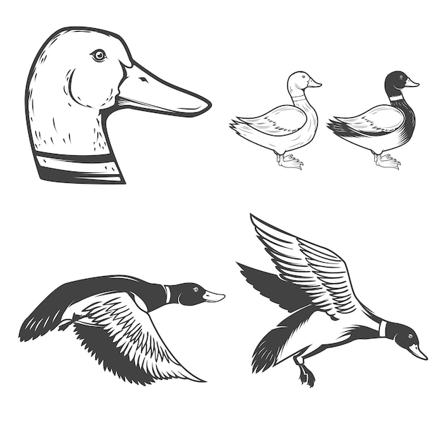 Ensemble D'icônes De Canards Sauvages Sur Fond Blanc. Chasse Au Canard. éléments Pour Logo, étiquette, Insigne, Signe. Illustration