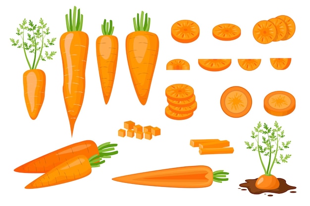 Vecteur ensemble d'icônes carottes crues moitié, tranchées, coupées en dés et coupées en lanières et en tranches. légumes végétariens frais biologiques et sains poussant dans le sol isolé sur fond blanc. illustration vectorielle de dessin animé