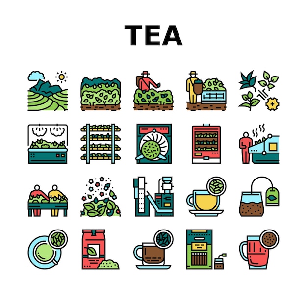 Vecteur ensemble d'icônes de collection de production de boissons au thé