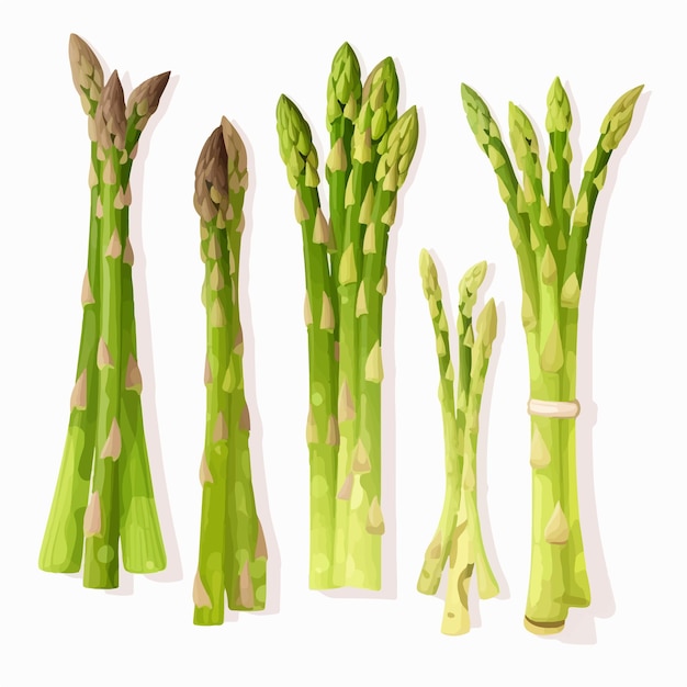 Ensemble D'icônes Vectorielles D'asperges