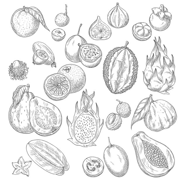 Ensemble D'icônes Vectorielles De Croquis De Fruits Exotiques Ou Tropicaux