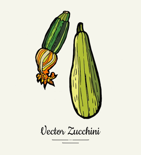 Ensemble D'illustration Dessinés à La Main De Courgettes.