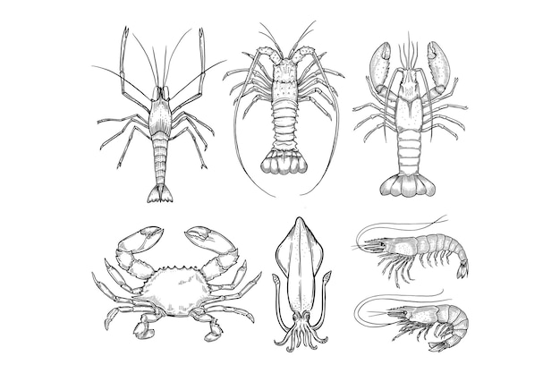 Ensemble d'illustration dessinés à la main de fruits de mer