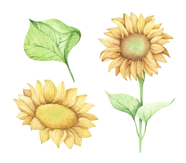 Vecteur ensemble d'illustration florale aquarelle tournesol