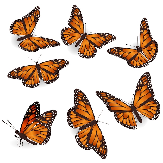 Ensemble D'illustration Isolé De Papillons Volants Tropicaux Orange