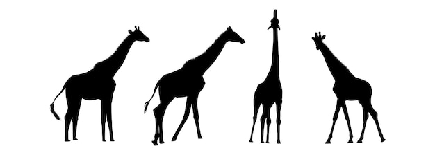 Ensemble d'illustration de silhouettes noires de girafe