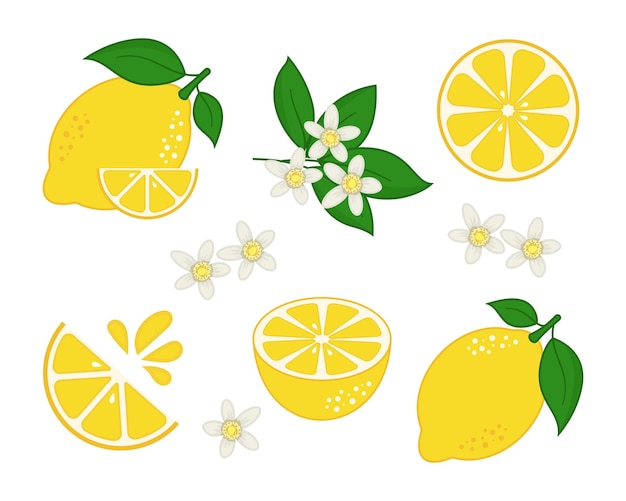 Ensemble d'illustration vectorielle d'icône de citron Agrumes sur fond isolé Concept de signe citrique