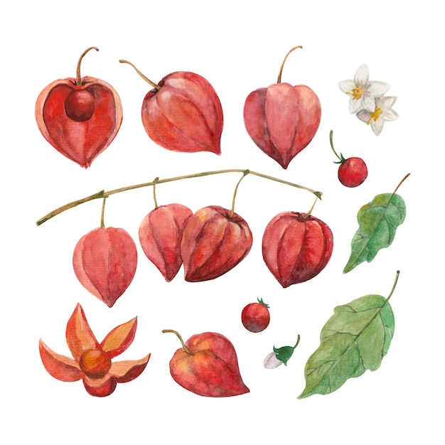 Ensemble D'illustrations à L'aquarelle Avec Des Feuilles De Fleurs Et Des Fruits De Physalis