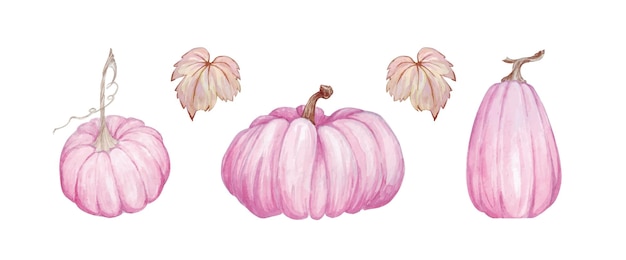 Ensemble D'illustrations à L'aquarelle Sur Le Thème De La Fantaisie Sur Le Thème De Thanksgiving, Citrouilles Roses