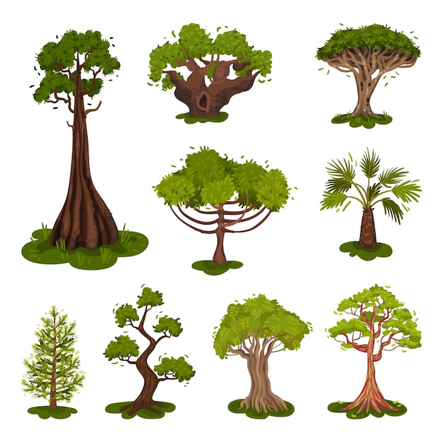Vecteur ensemble d'illustrations d'arbres épicéa pin palmier chêne illustration vectoriel sur fond blanc