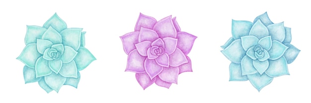 Ensemble d'illustrations botaniques succulentes isolées dessinées à la main à l'aquarelle.