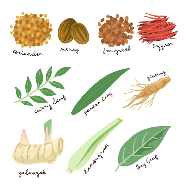 Ensemble d'illustrations d'épices culinaires dessinées à la main
