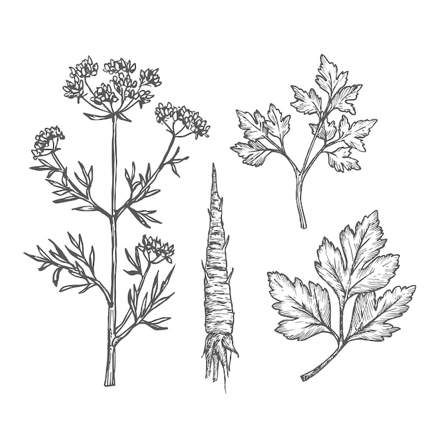 Vecteur ensemble d'illustrations de feuilles, de branches, de tige et de racine de persil dessinés à la main. collection de croquis rustiques abstraits