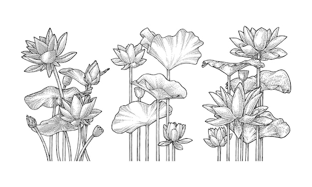 Ensemble D'illustrations De Fleurs De Lotus