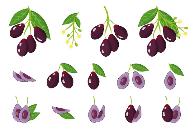 Ensemble d'illustrations avec des fruits exotiques du Jambolan, des fleurs et des feuilles isolées