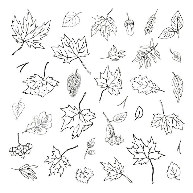 Ensemble d'illustrations graphiques de lignes vectorielles de feuilles d'automne