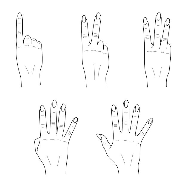 Vecteur un ensemble d'illustrations de griffons à la main montrant les chiffres 1 2 3 4 5 mains féminines vector de croquis