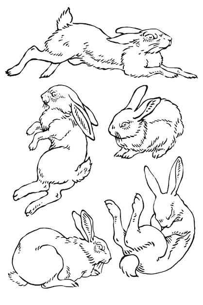 Un ensemble d'illustrations de lapins Le lapin de Pâques