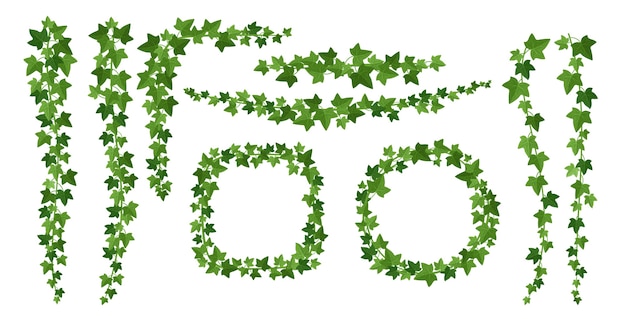 Ensemble d'illustrations plates de lierre vert. Bordures de plantes ligneuses grimpantes à feuilles persistantes