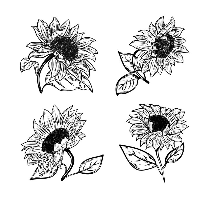 Ensemble d'illustrations de tournesol