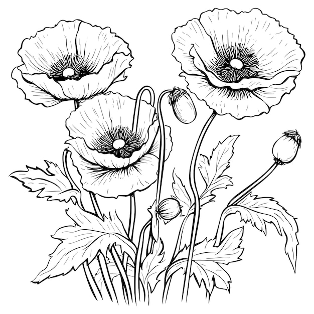 Ensemble D'illustrations Vectorielles D'art En Ligne De Coquelicots Isolés Sur Blanc Croquis à L'encre Noire De Fleur Design Minimaliste Moderne Dessiné à La Main