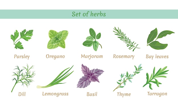 Ensemble d'illustrations vectorielles d'herbes parfumées