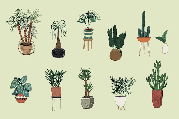 Ensemble D'illustrations Vectorielles De Plantes D'intérieur à La Maison