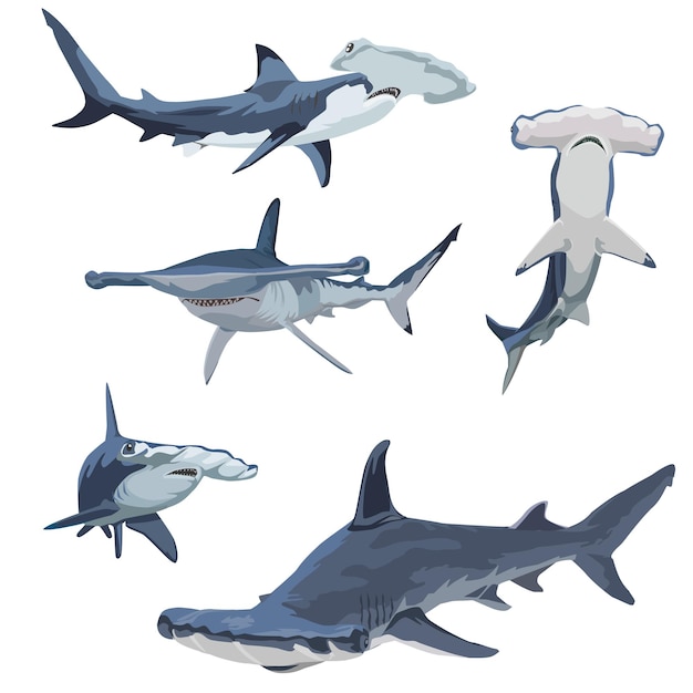 Ensemble d'illustrations vectorielles de requin