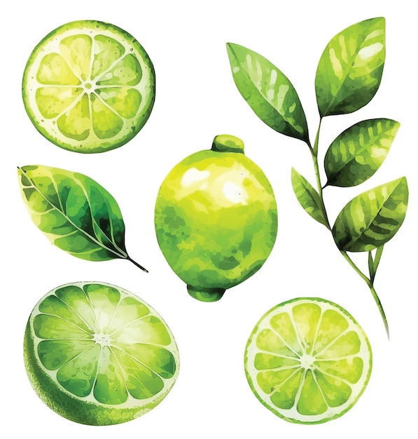 Vecteur ensemble d'ilustration de peinture aquarelle limes