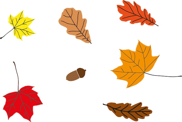 Ensemble d'images vectorielles d'automne à partir de feuilles d'érable et de chêne jaune rouge et orange avec des glands sur blanc