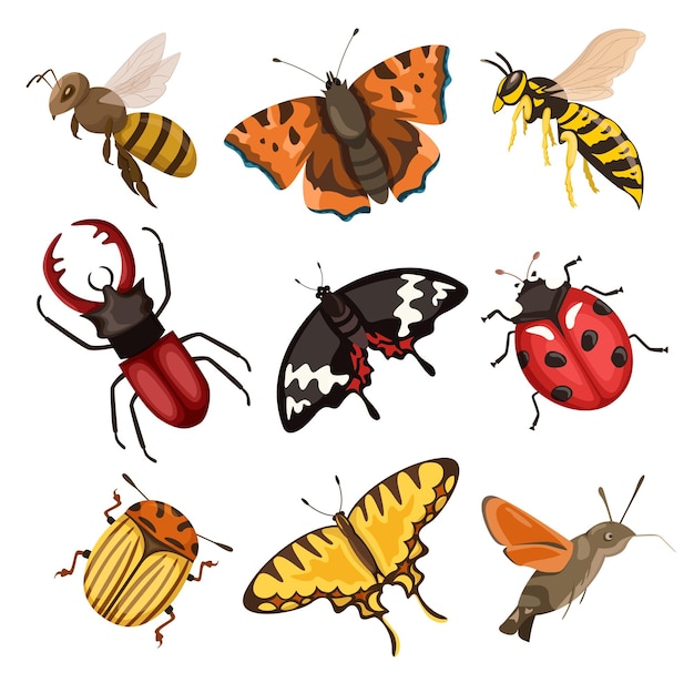 Ensemble d'insectes colorés coléoptères papillons abeille guêpe insectes volants