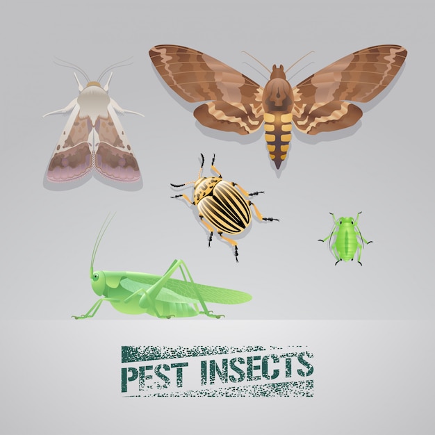 Vecteur ensemble d'insectes ravageurs illustration réaliste