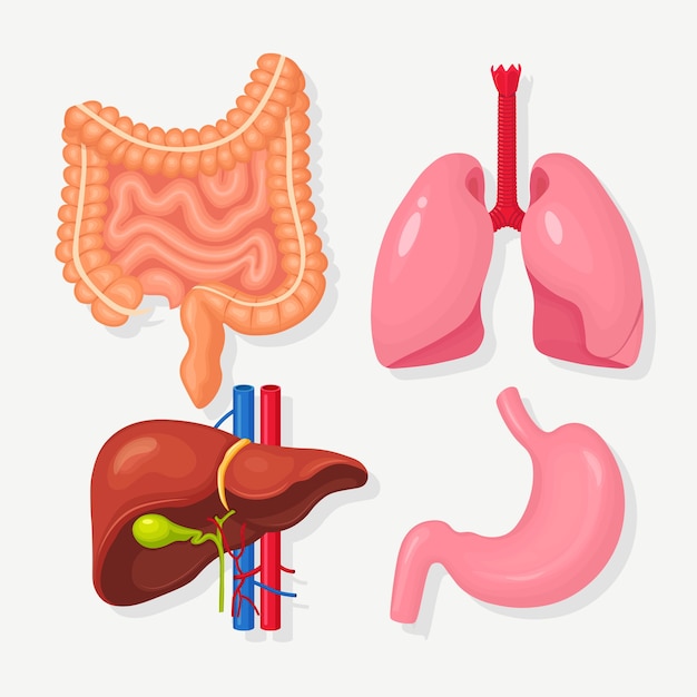 Ensemble D'intestins, Intestins, Estomac, Foie, Poumons Appareil Digestif Gastro-intestinal, Système Respiratoire