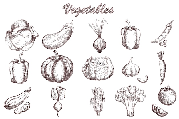 Ensemble de légumes de croquis collection de légumes de jardin citrouille tomate carotte chou courgette