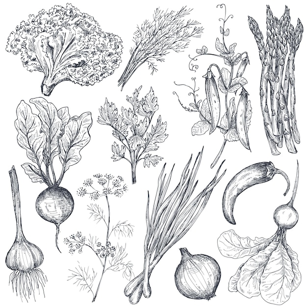 Ensemble de légumes et d'herbes de ferme vectorielle dessinés à la main dans un style de croquis. Asperges, oignon, pois, poivron, betterave, ail, herbes, fenouil. Objets végétariens graphiques organiques pour menu de restaurant, marché d'épicerie