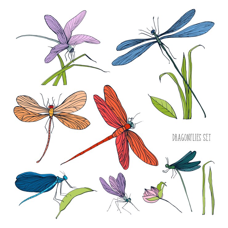 Vecteur ensemble de libellules diverses dans des poses différentes. collection de dessinés à la main colorée volant additionneur. illustration.