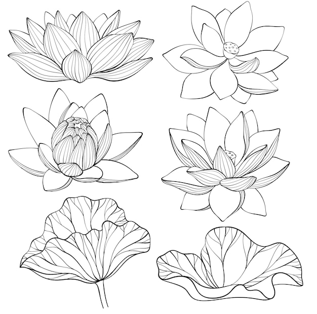 Vecteur ensemble de lotus fleurs de lotus dessin au trait illustration vectorielle noir et blanc