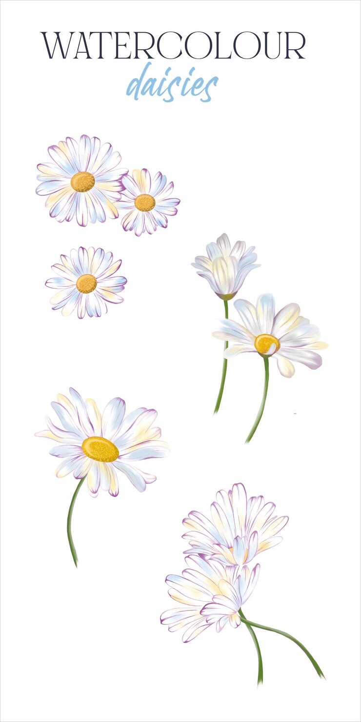 Vecteur un ensemble de marguerites sur fond blanc