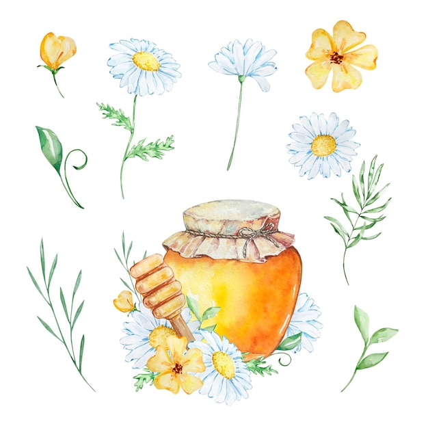 Vecteur ensemble de miel aquarelle marguerites et fleurs de pot de miel