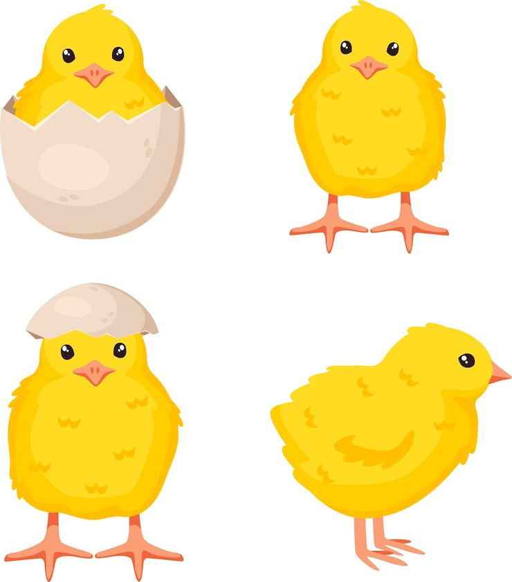 Vecteur ensemble de mignons bébés poulets dans différentes poses pour la conception de pâques isolés sur fond blanc