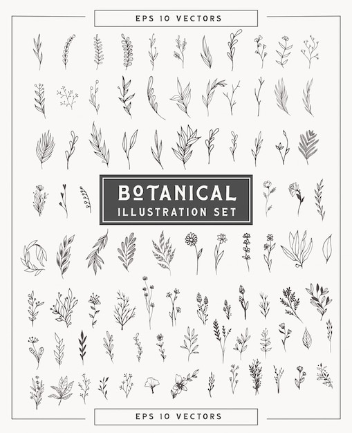 ensemble minimal de plantes et de fleurs botaniques. illustrations simples dessinés à la main dans le style de dessin au trait. Éléments isolés pour la conception graphique, clipart transparent pour votre créativité.