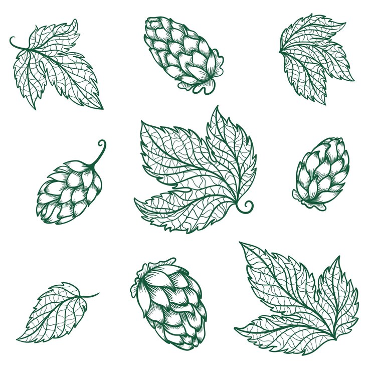 Vecteur ensemble de modèles de logo de haute qualité avec symbole de bière et feuilles vertes