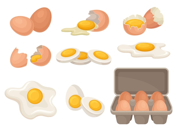 Ensemble d'oeufs sous différentes formes crus bouillis et frits produit de ferme biologique ingrédient de cuisine pour le petit déjeuner thème alimentaire illustrations vectorielles colorées dans un style plat isolé sur fond blanc